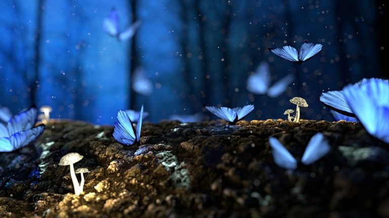 butterfly-2049567_960_720