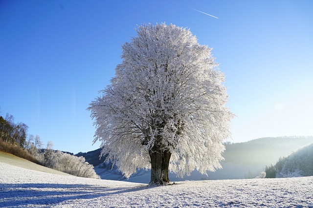 tree-1959267_640